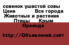 совенок ушастой совы › Цена ­ 5 000 - Все города Животные и растения » Птицы   . Крым,Ореанда